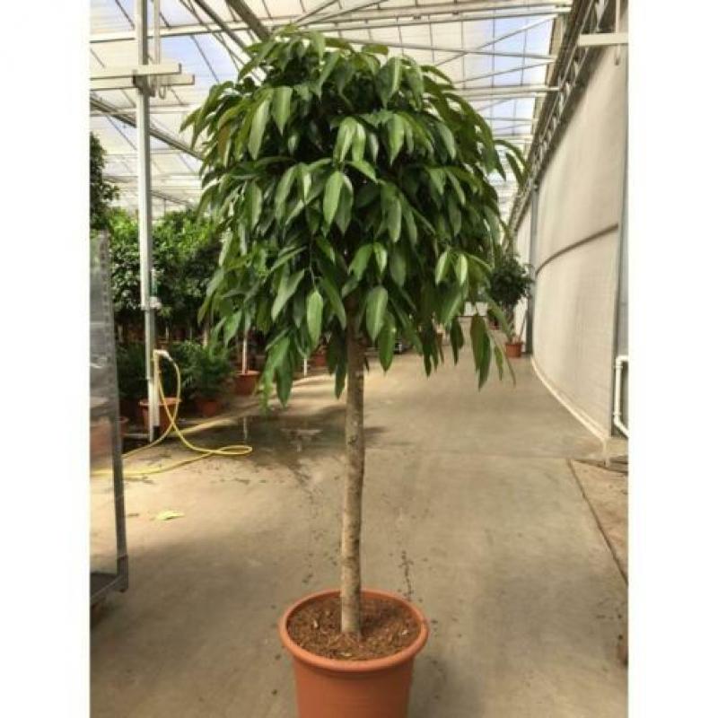 Ficus 'amstel King' 240-250cm - Spiraal Stam art54661