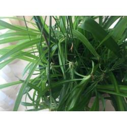 Gewortelde stekjes groene Chlorophytum, graslelie