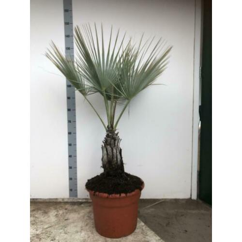 Brahea Aramata 150cm potmaat 40cm.blauwe winterharde Palm